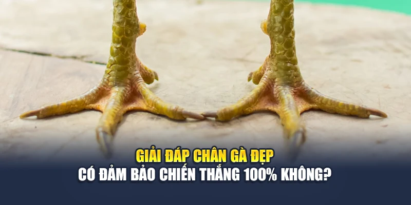 Giải đáp chân gà đẹp có đảm bảo chiến thắng 100% không?